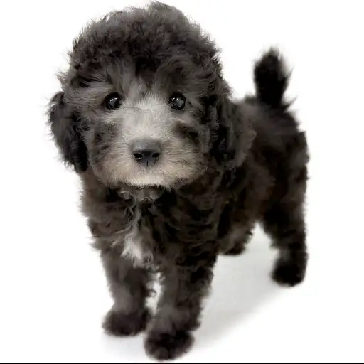 トイ・プードル