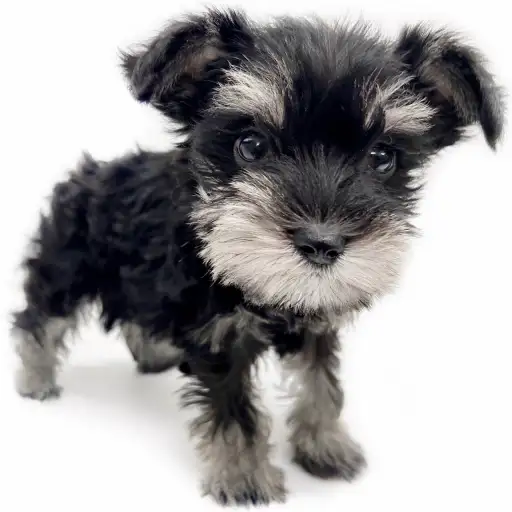 ミニチュア・シュナウザー