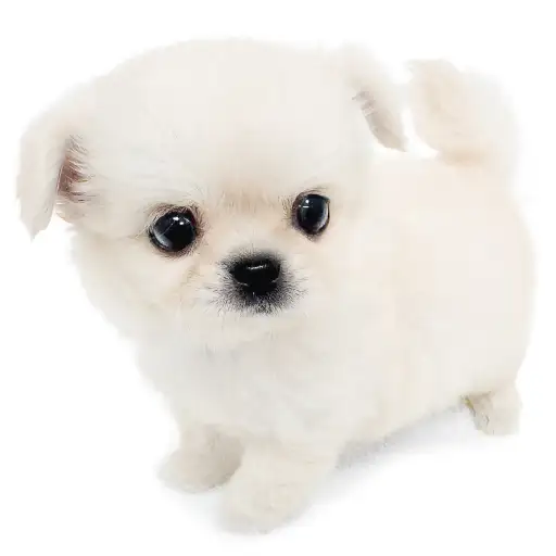 MIX（ペキニーズ×チワワ）