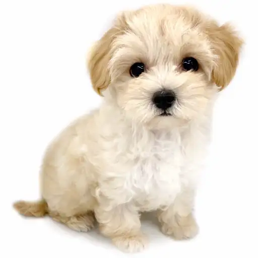 MIX(マルチーズ×トイプードル)