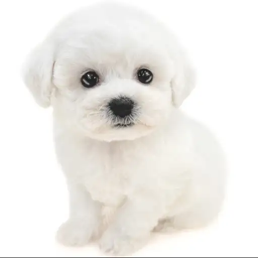 ビションフリーゼ