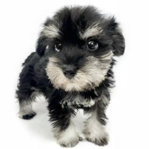 ミニチュア・シュナウザー