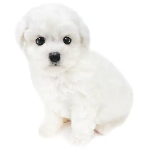 ビションフリーゼ