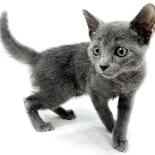 ロシアンブルー