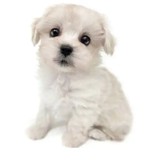 MIX（マルチーズ×トイプードル）