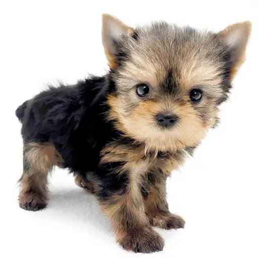 ヨークシャーテリア