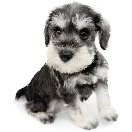 ミニチュア・シュナウザー