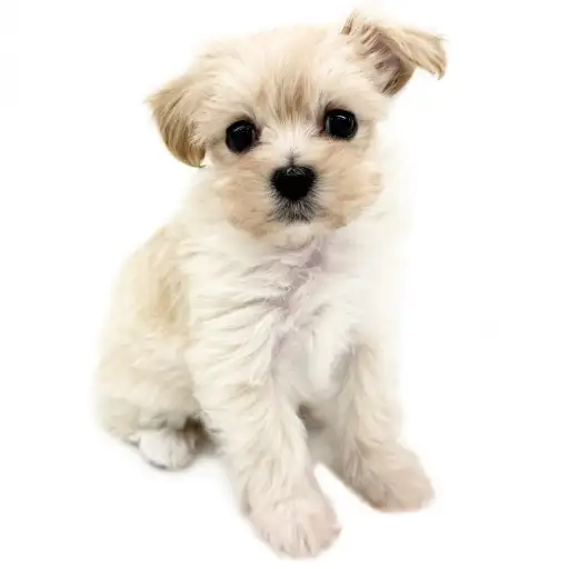 MIX（マルチーズ×トイプードル）