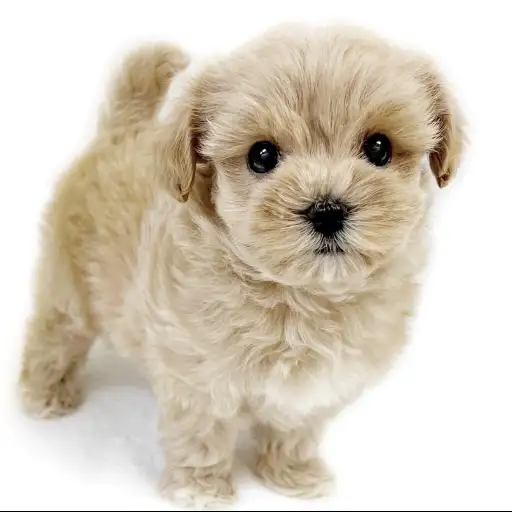 MIX（マルチーズ×トイプードル）