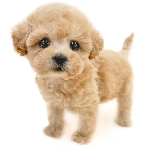 トイ・プードル