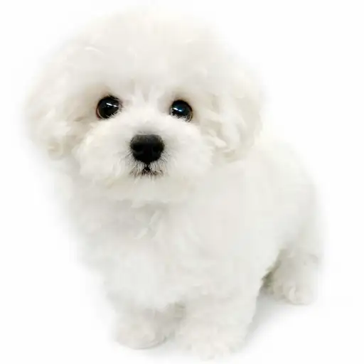 ビションフリーゼ