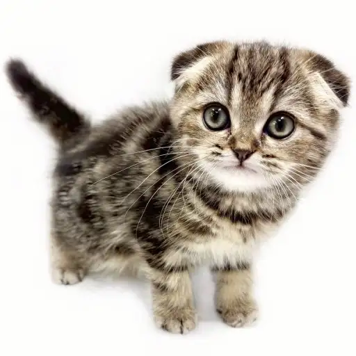 スコティッシュフォールド