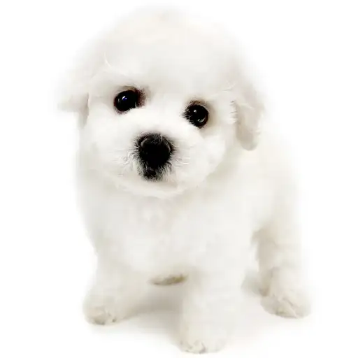 ビションフリーゼ