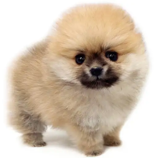 ポメラニアン