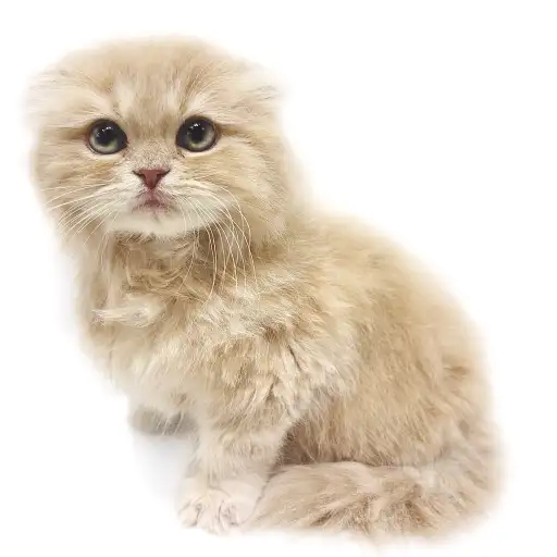 スコティッシュフォールド