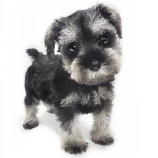 ミニチュア・シュナウザー