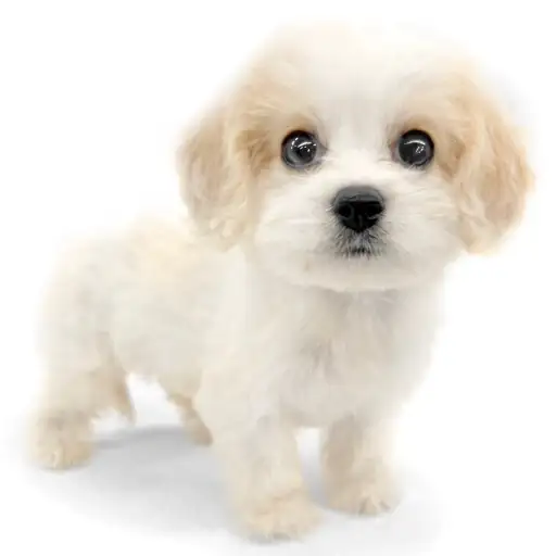 MIX(キャバリアキングチャールズスパニエル×ビションフリーゼ)