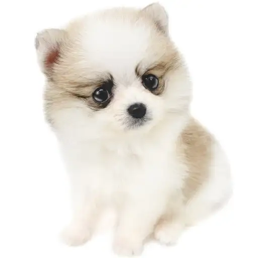 MIX（ポメラニアン×チワワ）