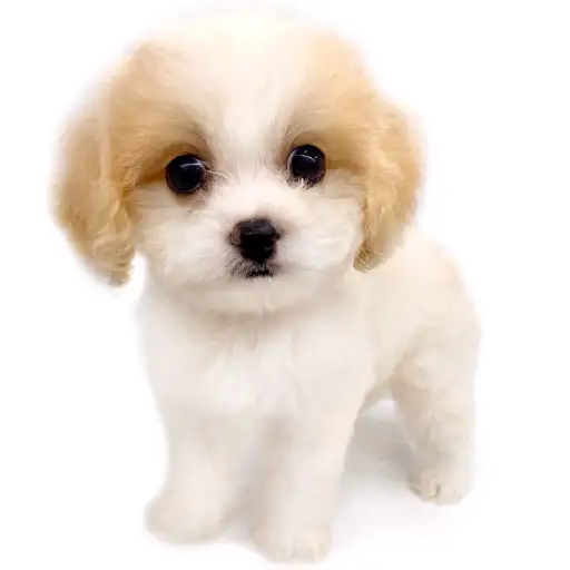 MIX（キャバリアキングチャールズスパニエル×ビションフリーゼ）