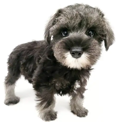 ミニチュア・シュナウザー