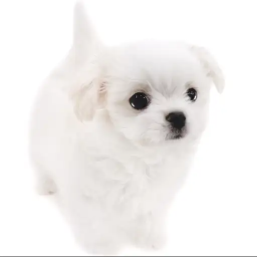 MIX(チワワ×マルチーズ)