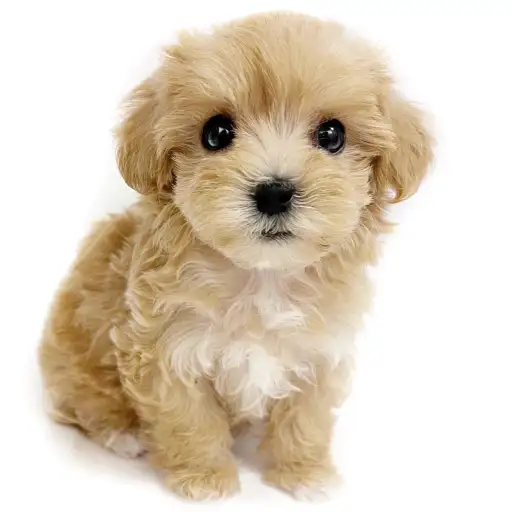 MIX（マルチーズ×トイプードル）