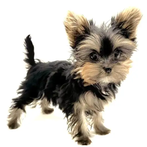 ヨークシャーテリア