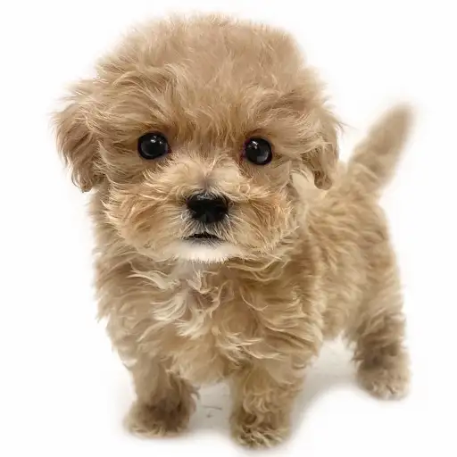 MIX（マルチーズ×トイプードル）