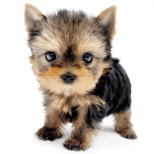 ヨークシャーテリア