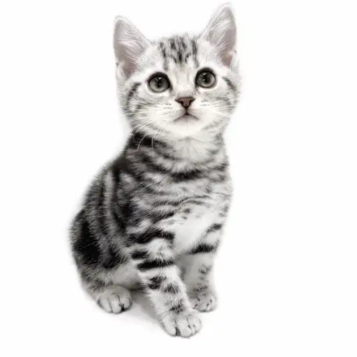 アメリカンショートヘア