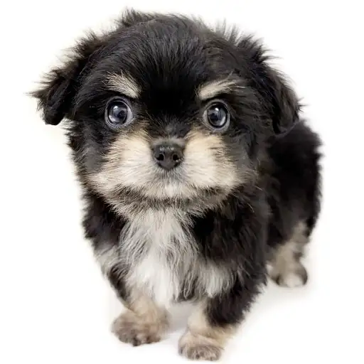 MIX（チワワ×マルチーズ）