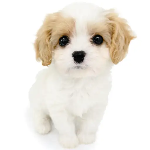 MIX(キャバリアキングチャールズスパニエル×ビションフリーゼ)