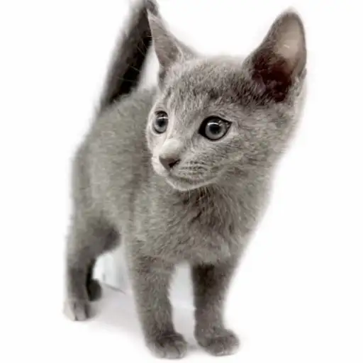 ロシアンブルー