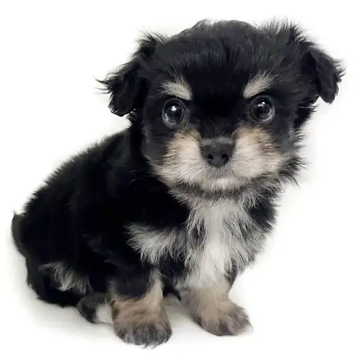 MIX（チワワ×マルチーズ）