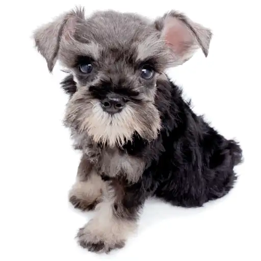 ミニチュア・シュナウザー