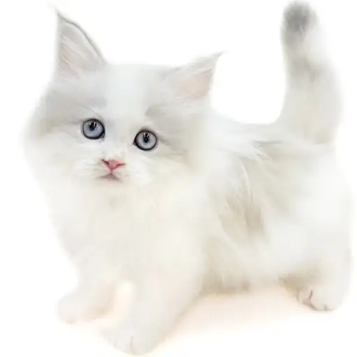 ネヴァマスカレード