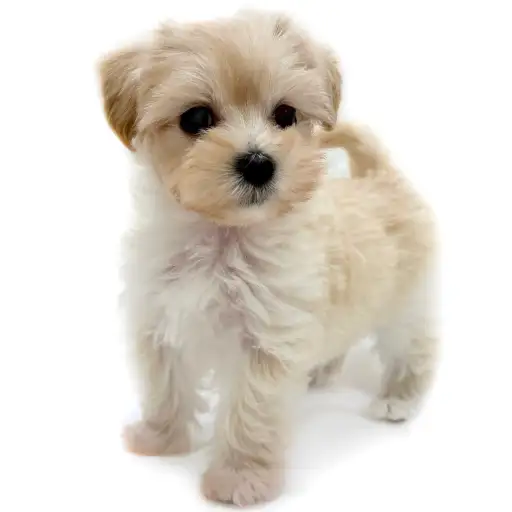 MIX（マルチーズ×トイプードル）