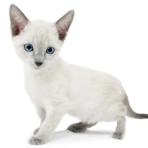 ロシアンブルー