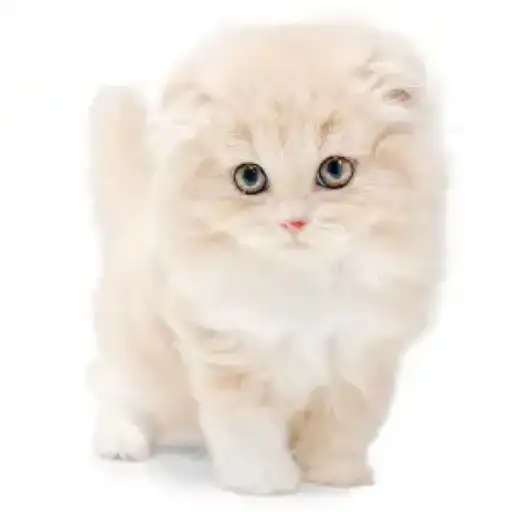 スコティッシュフォールド