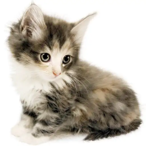 ノルウェージャンフォレストキャット