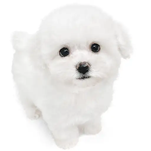 ビションフリーゼ