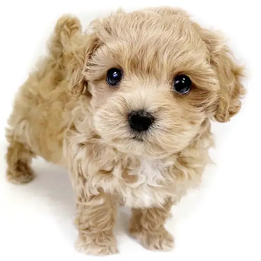 MIX（マルチーズ×トイプードル）