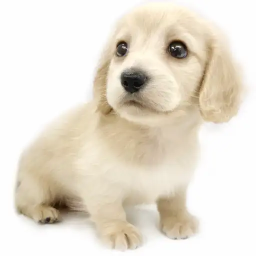 ミニチュア・ダックスフント