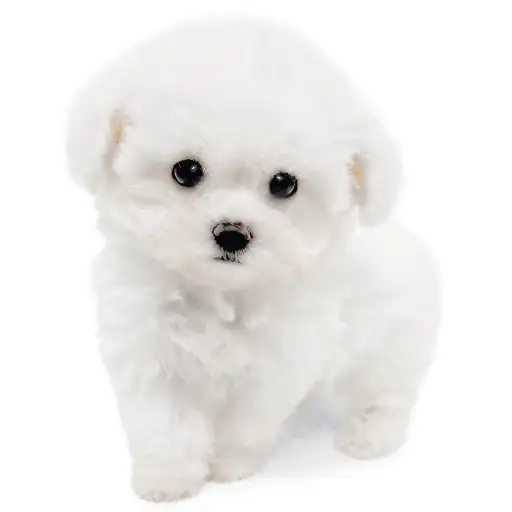 ビションフリーゼ