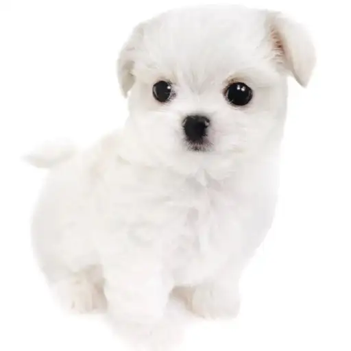 MIX(チワワ×マルチーズ)