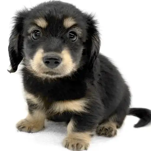 カニンヘン・ダックスフント