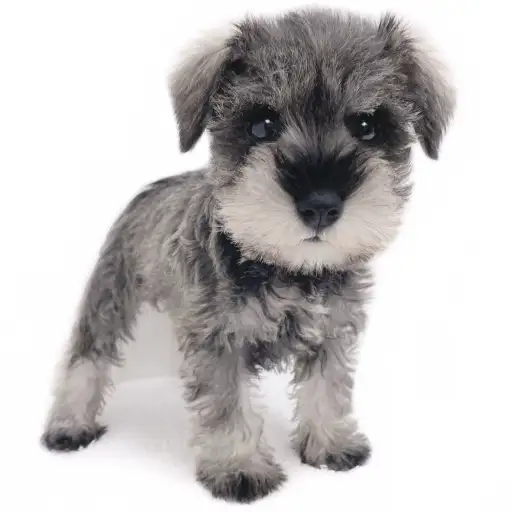 ミニチュア・シュナウザー