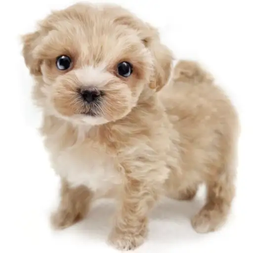 MIX（マルチーズ×トイプードル）