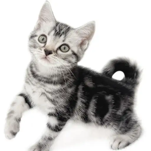 アメリカンショートヘア