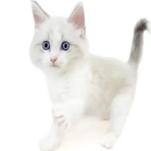 ネヴァマスカレード